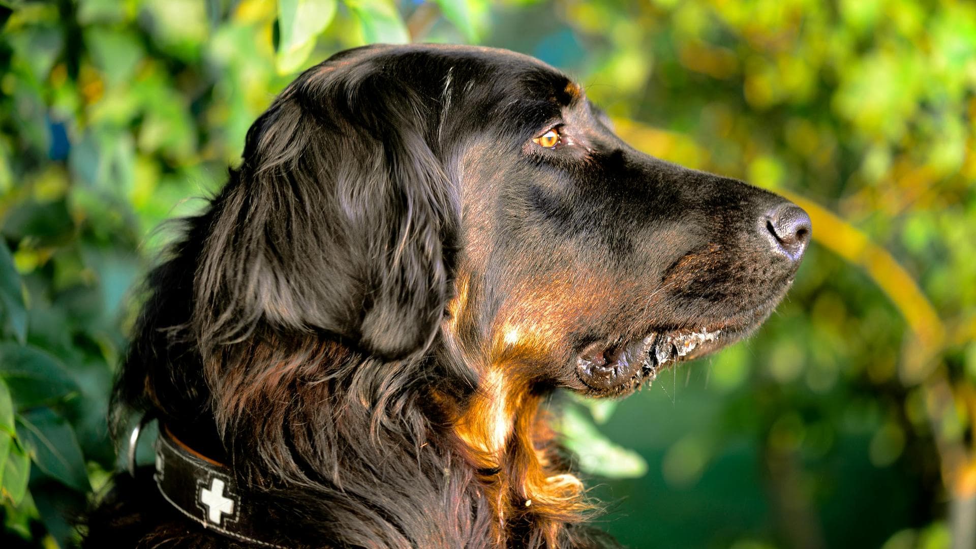 Dog Cremation Prices in Swindon