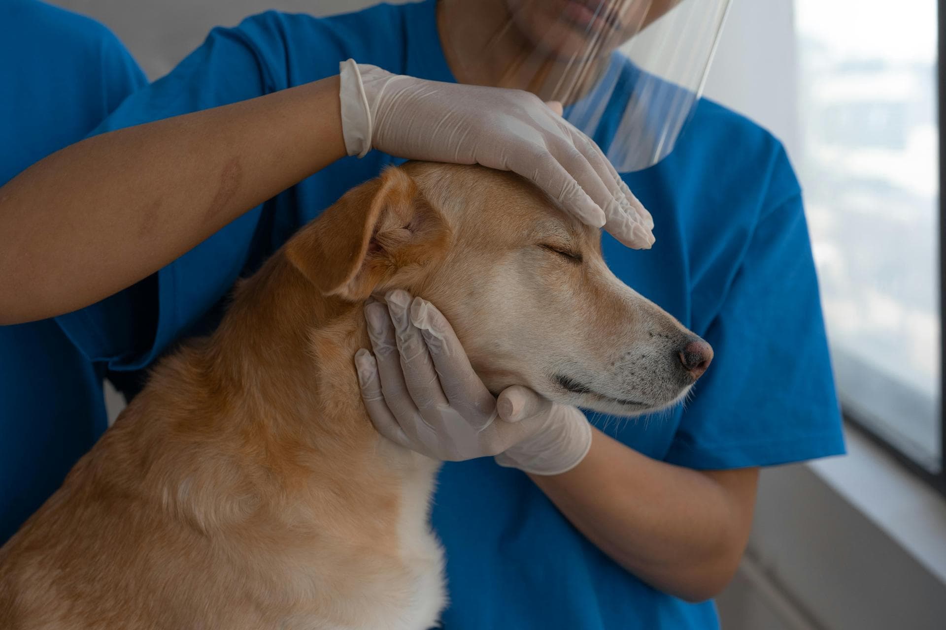 Dog Spay Castrate Neutering Prices in Swindon