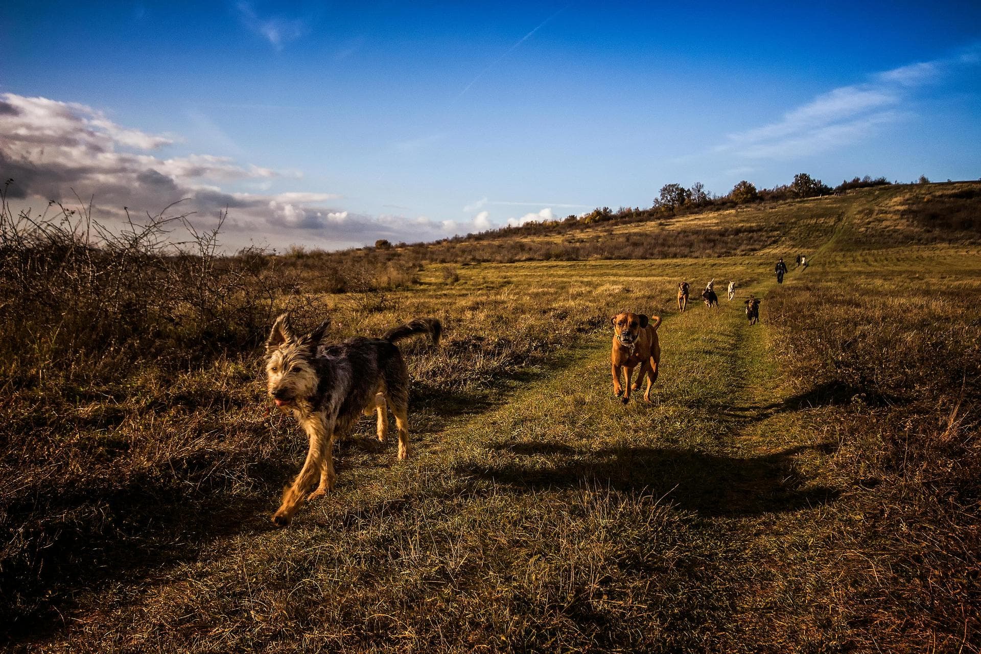 Dog Puppy Vaccinations Kennel Cough Prices in Swindon
