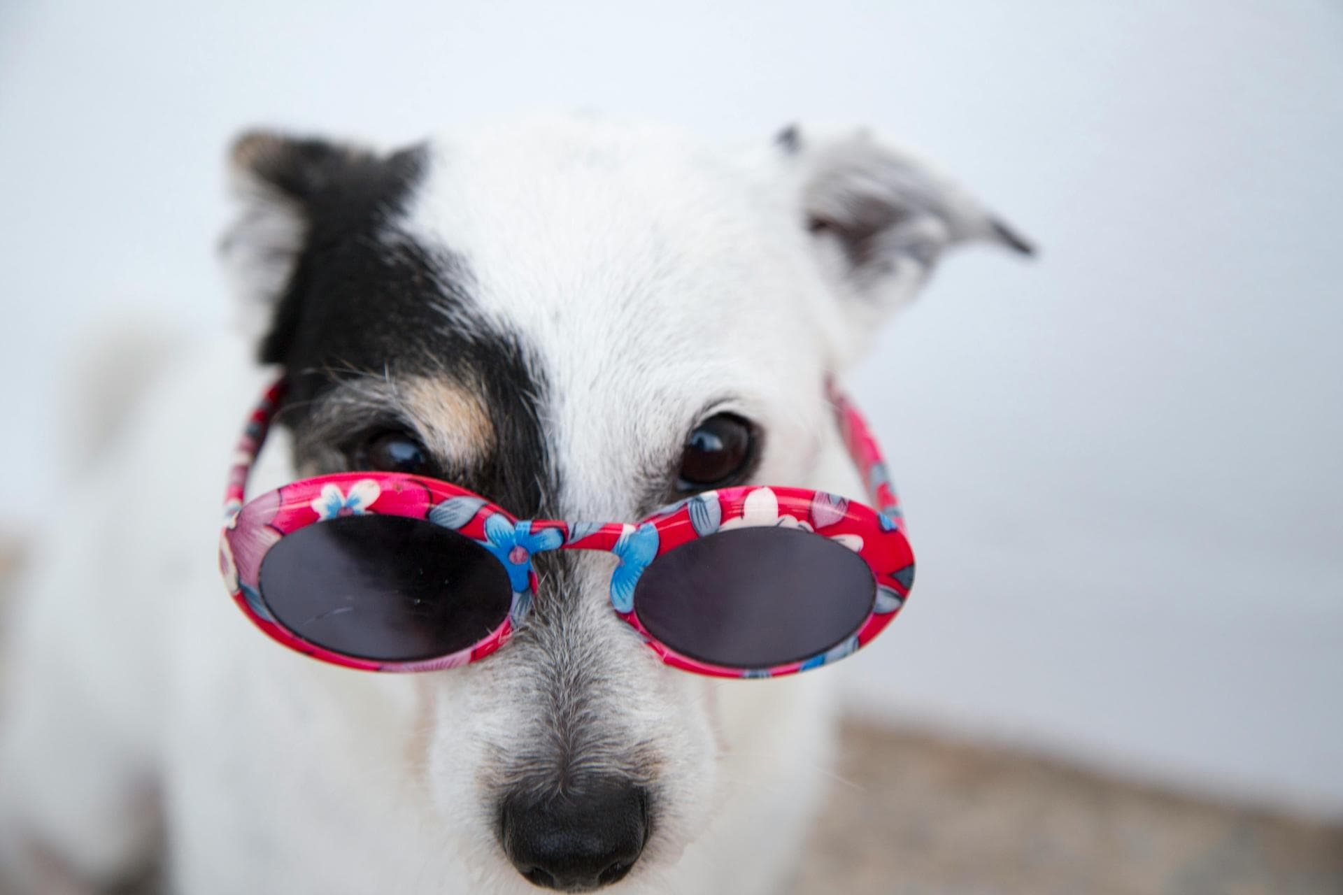 Dog Spay Castrate Neutering Prices in Swindon