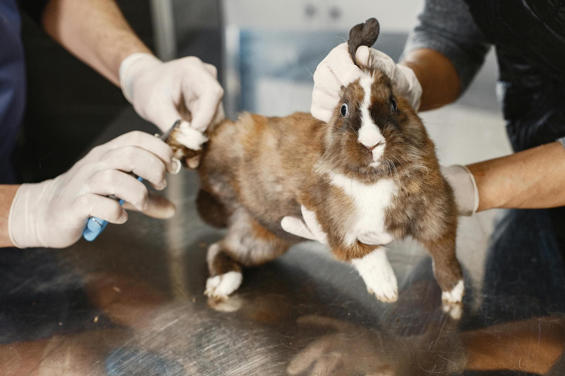 Cat Spay Castrate Neutering Prices in Swindon