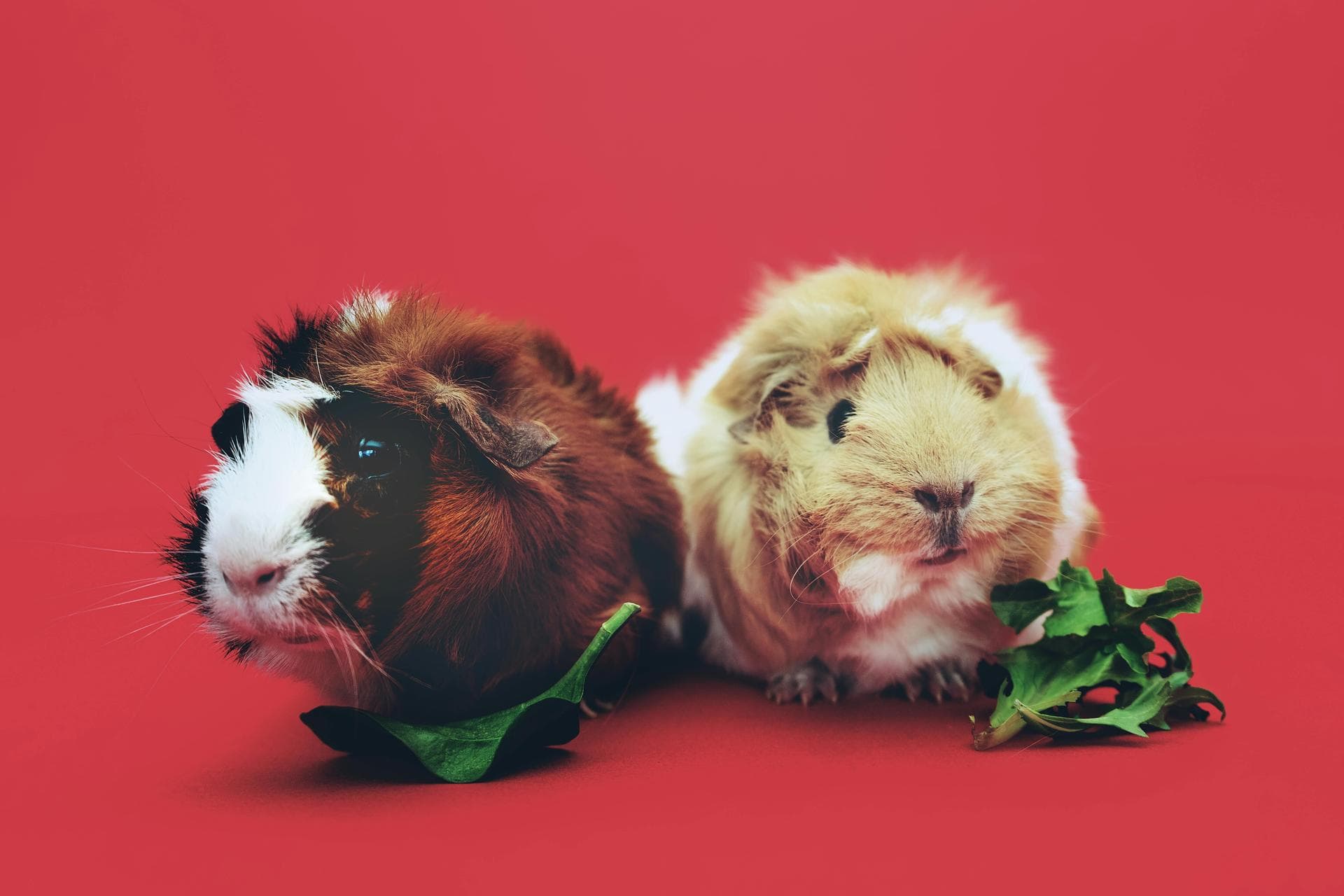 Pet Microchipping Prices in Swindon