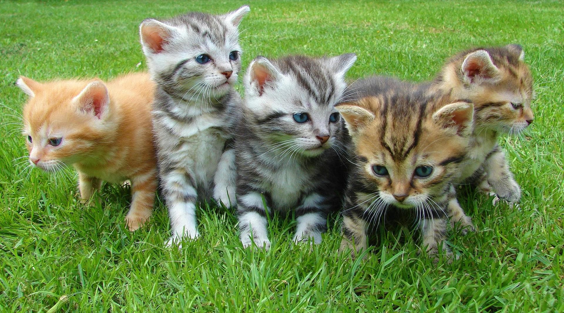 Vet Consultation Prices in Swindon