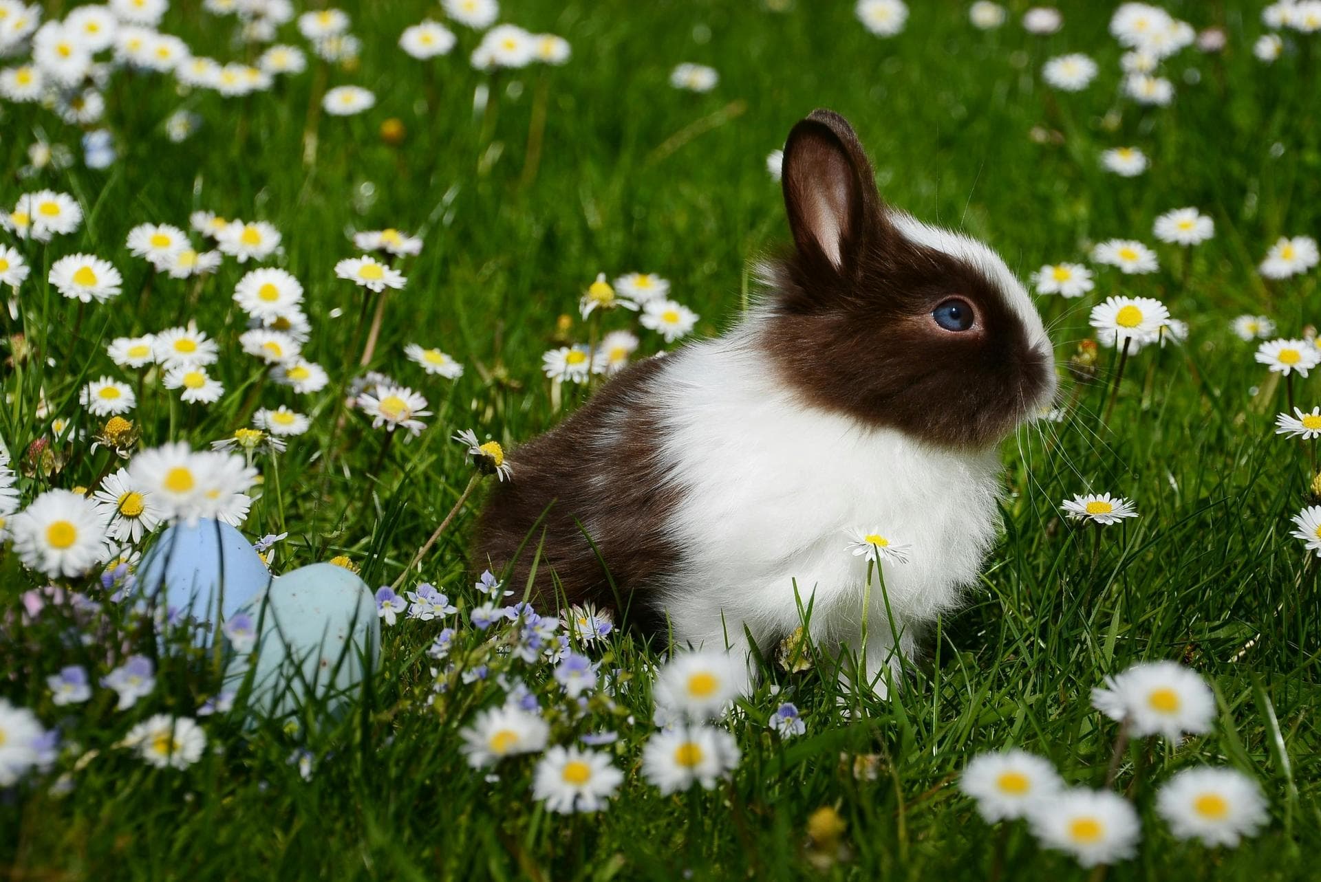 Rabbit Vaccinations Vhd Myxo Prices in Swindon