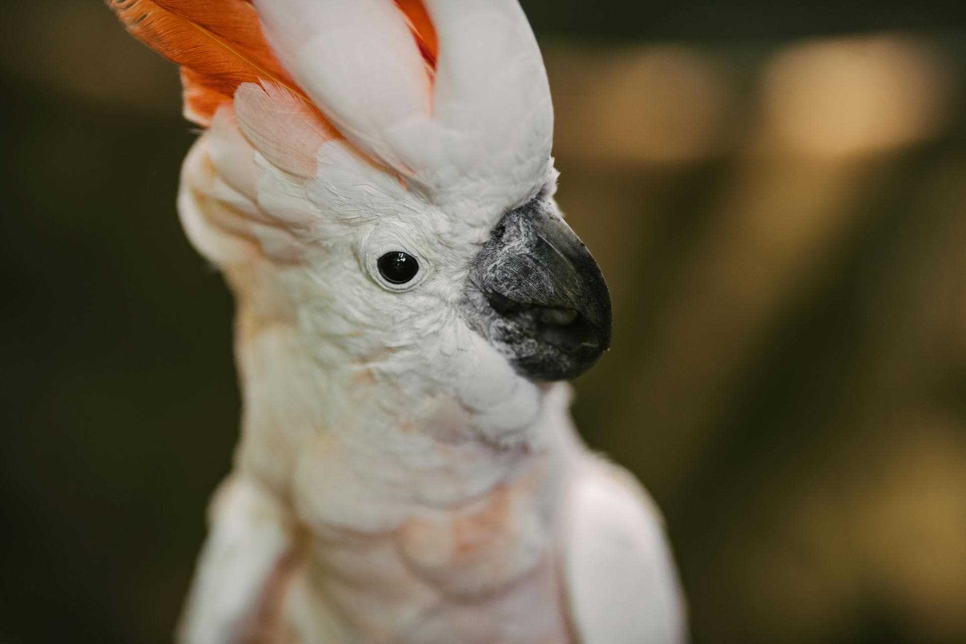 Follow-up Vet Appointment Prices in Swindon