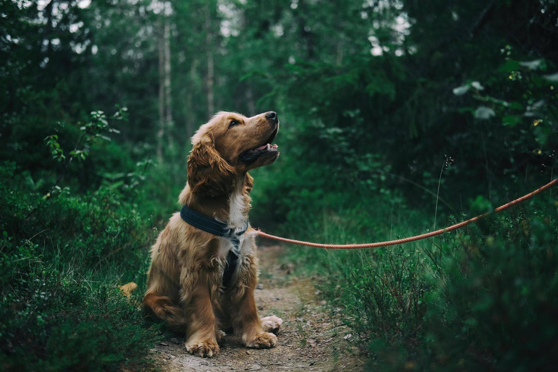 Annual Vaccination With Kennel Cough Prices in Swindon