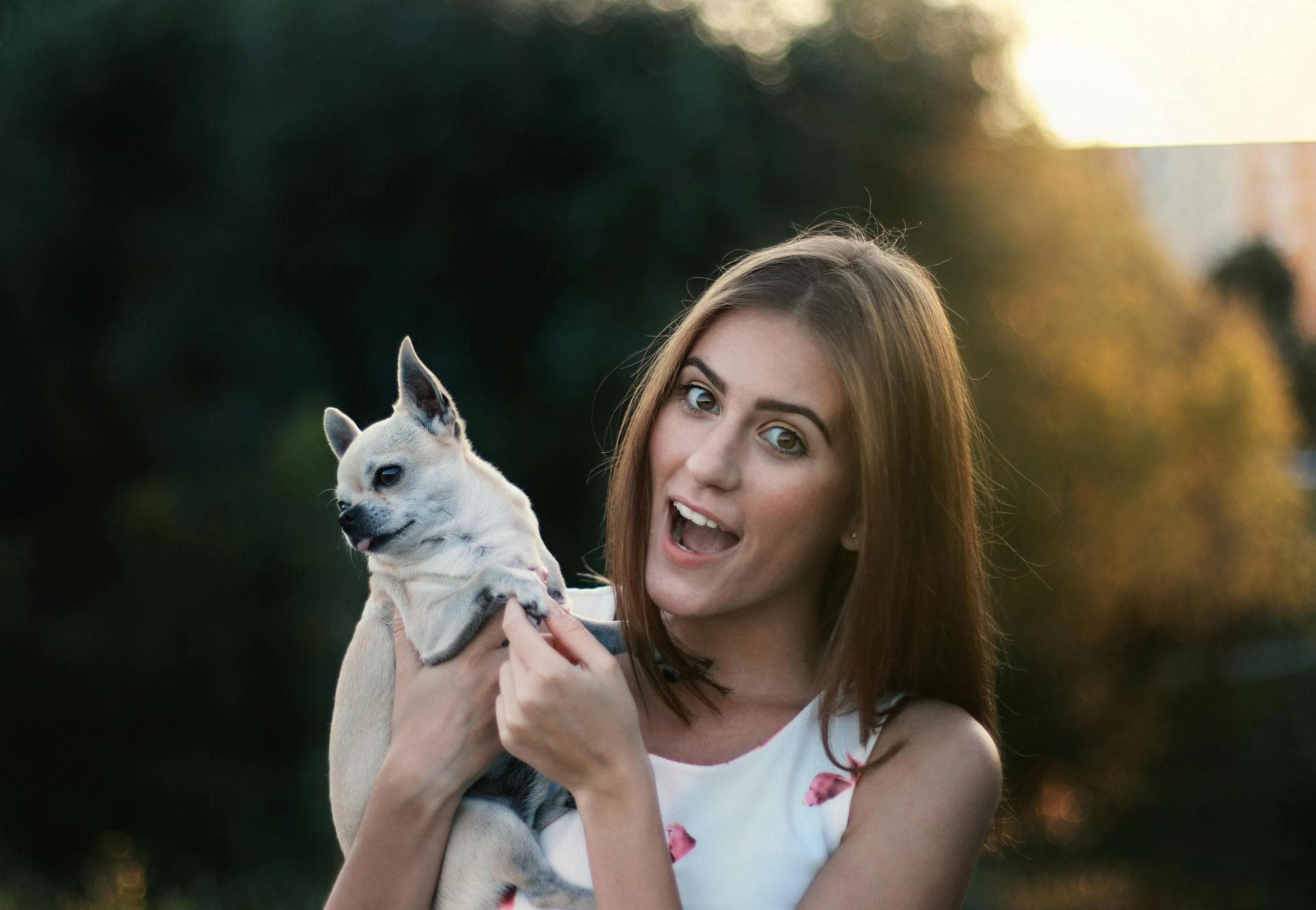 Cat Dental Prices in Swindon
